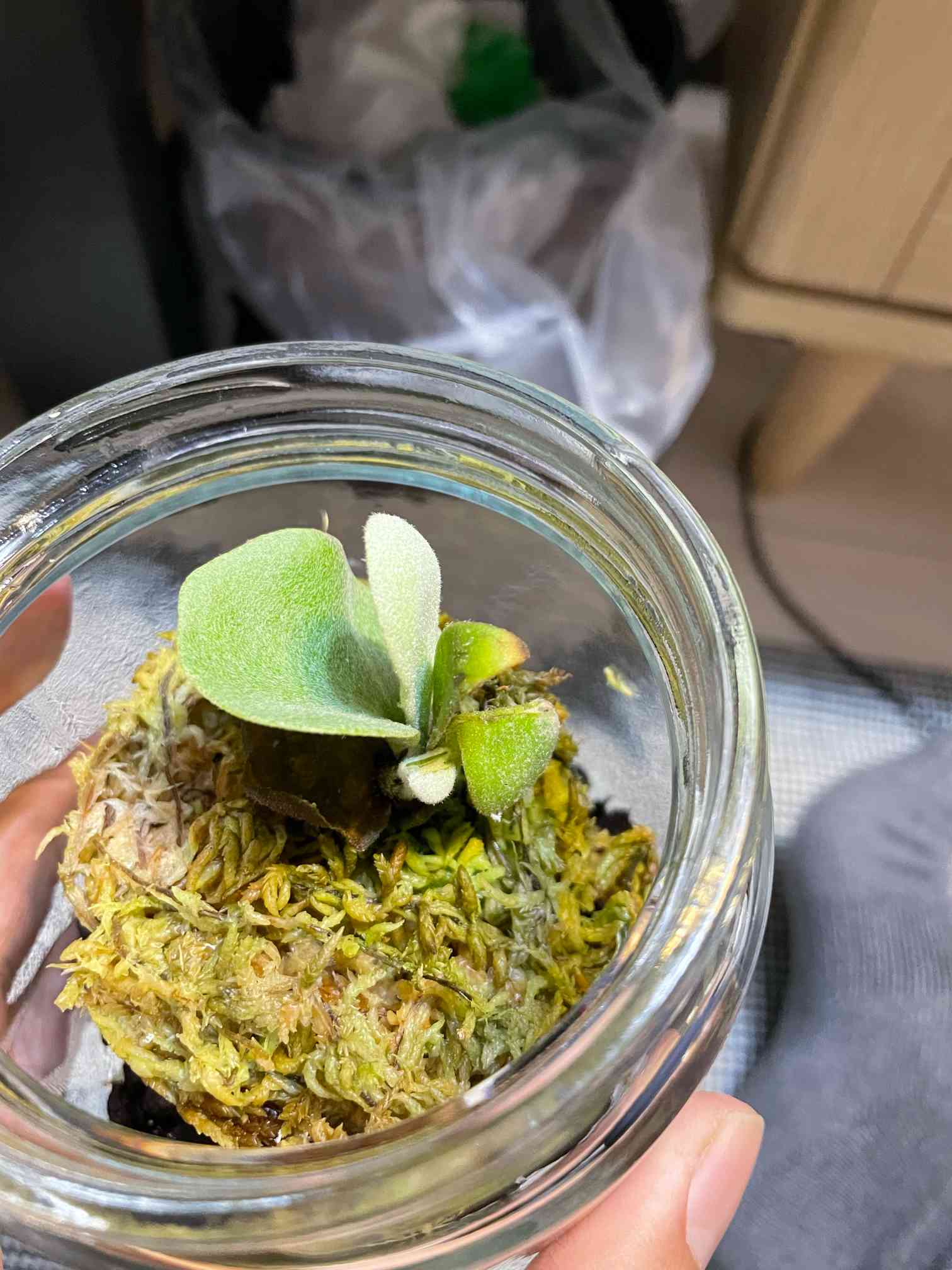 ビカクシダ P.Tonkla DW'Shine Gloria'｜🍀GreenSnap（グリーンスナップ）
