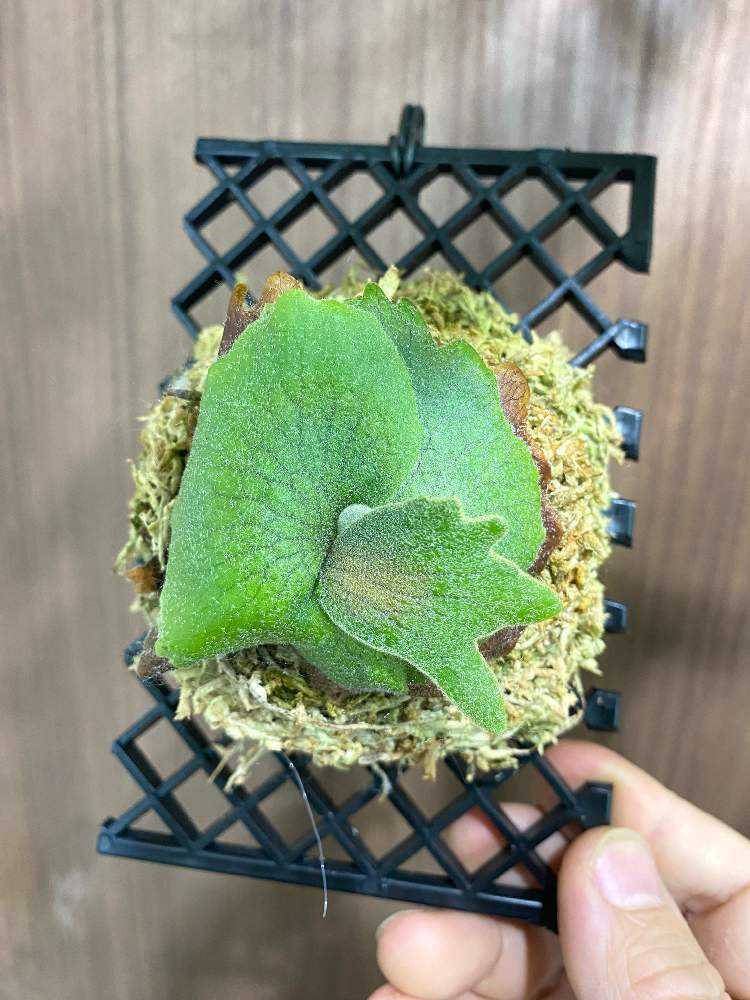 P. willinckii 'Bacteria' spore 成長記録 2025.6.26｜🍀GreenSnap