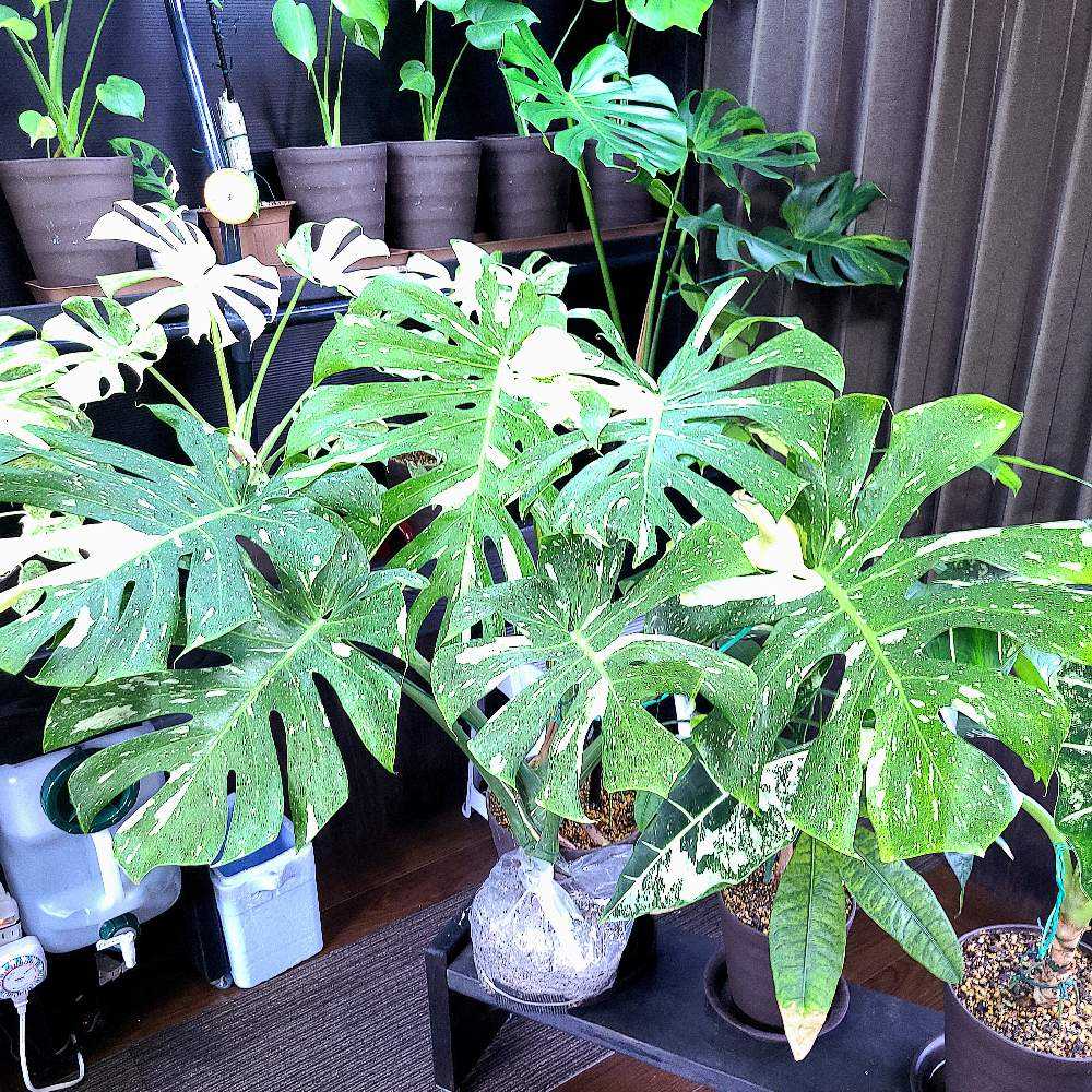 モンステラ デリシオーサ 根上がり仕立て(9月12日更新｜🍀GreenSnap