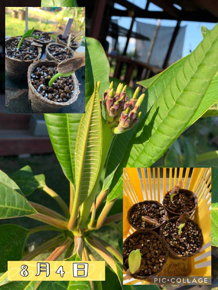 プルメリアを種から育てたい🌱｜🍀GreenSnap（グリーンスナップ）