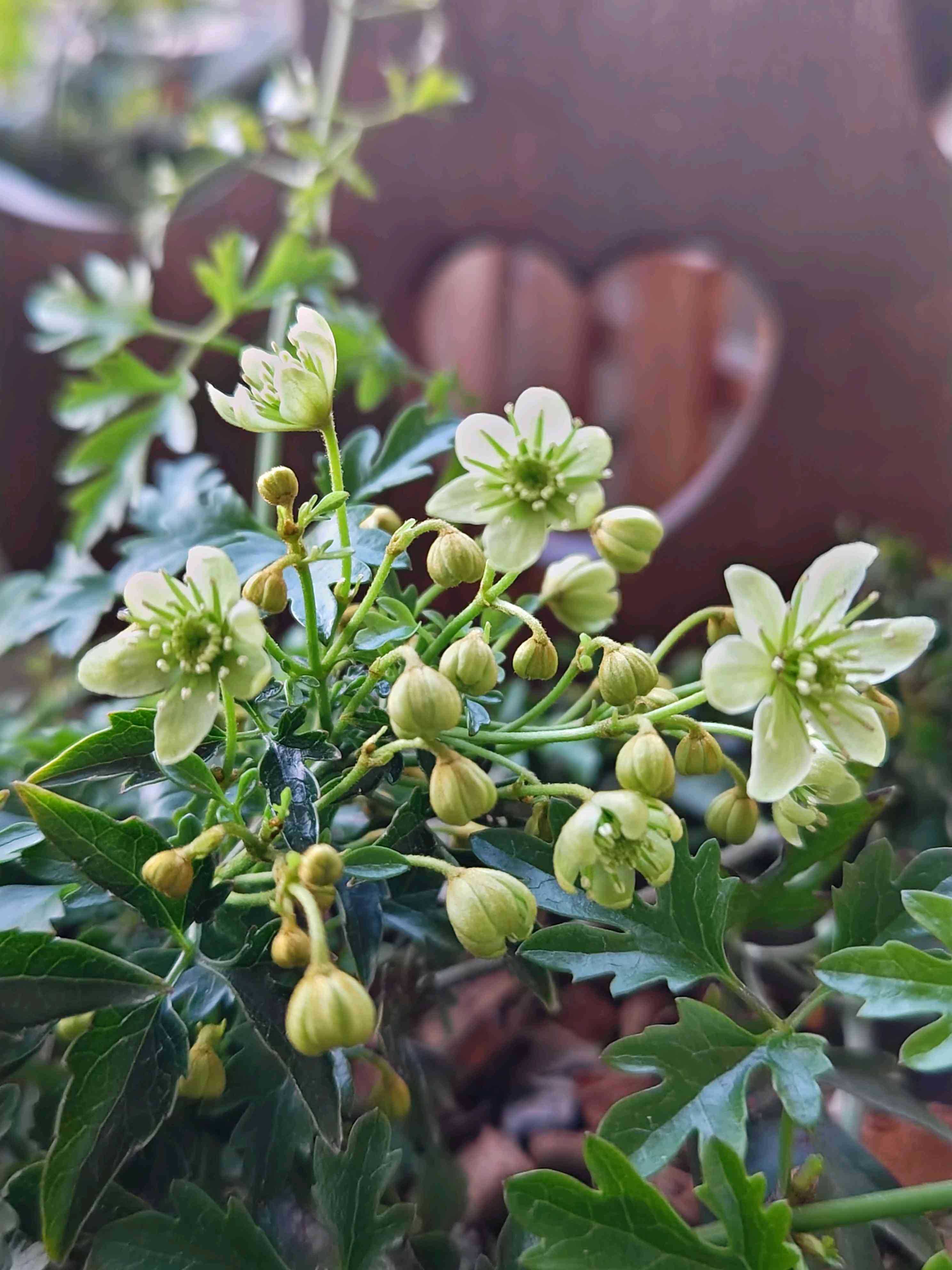 No.50 クレマチスピクシーの成長記録｜🍀GreenSnap（グリーンスナップ）