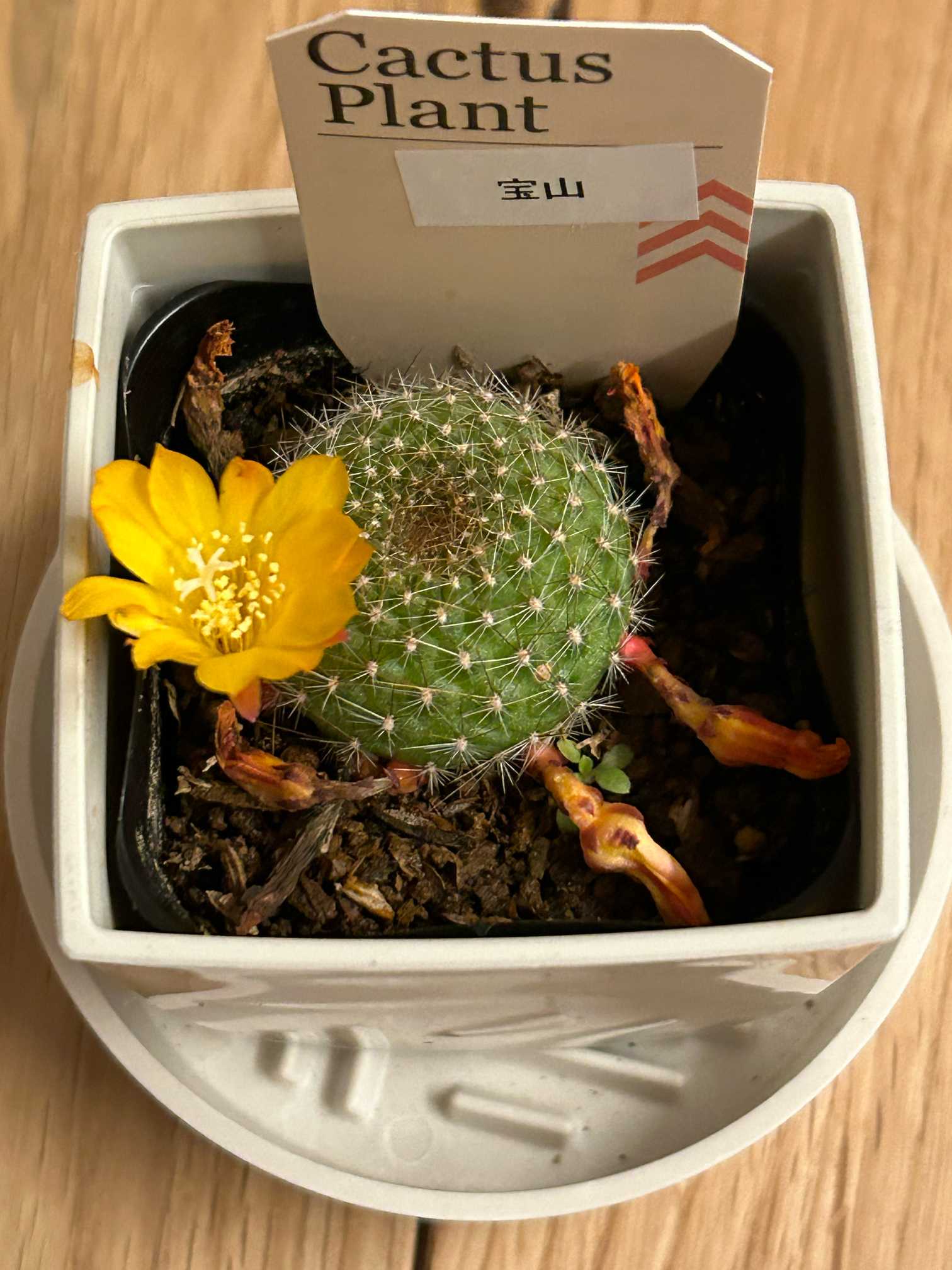 他にもカワイイおサボちゃんのお花達🌵｜🍀GreenSnap（グリーンスナップ）