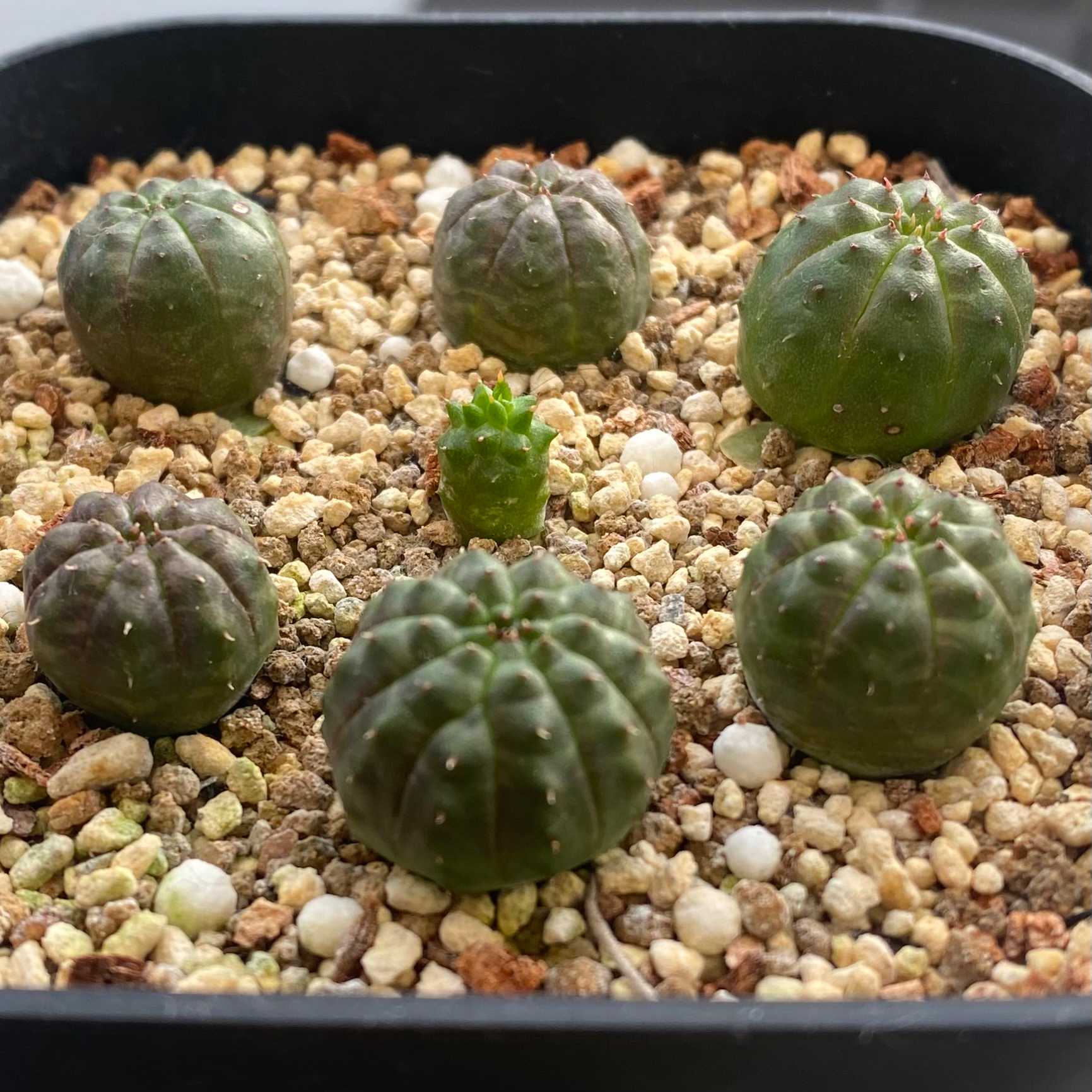 成長記録】ユーフォルビア オベサ 実生｜🍀GreenSnap（グリーンスナップ）