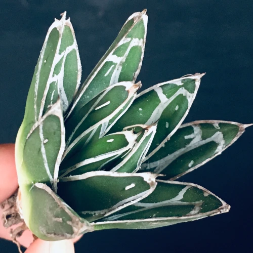 児玉姫笹の雪 アガベ ビクトリア レジーナ Agave victoriae reginae