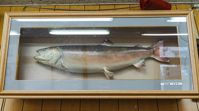 日本の淡水魚で一番巨大な幻の魚「イトウ」を食べる (1/2) :: デイリー