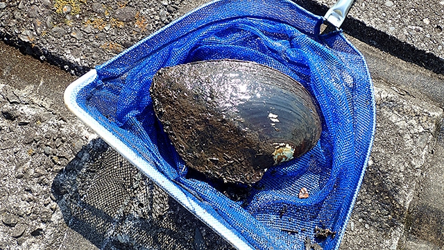 霞ケ浦で野生化した真珠養殖用の貝はでかくてうまい :: デイリーポータルZ