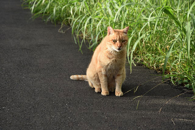 河川敷のネコはどこに帰るのか？ :: デイリーポータルZ