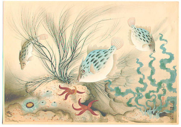 大野麦風による浮世絵「Kawahagi — カワハギ」