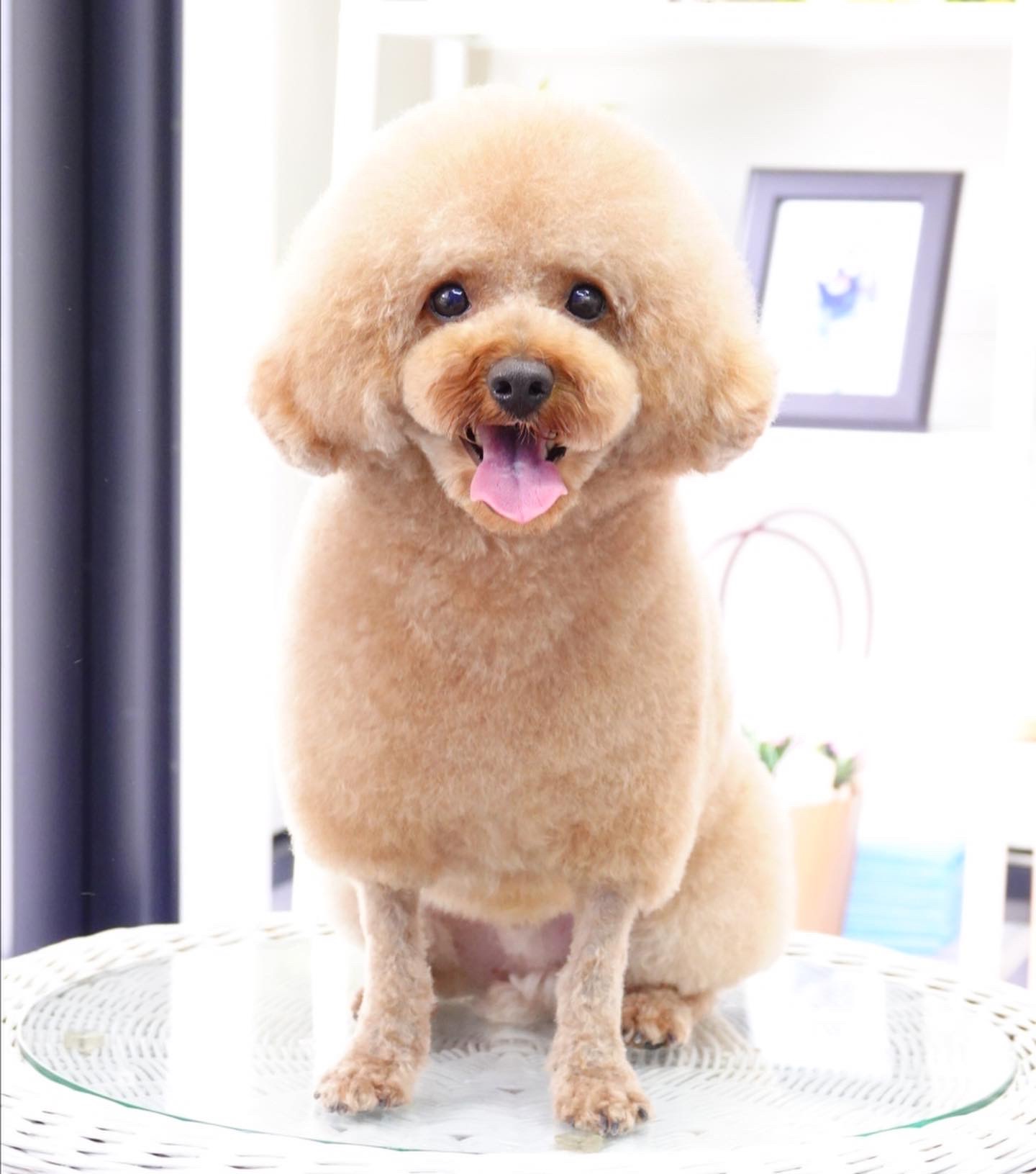トイプードルの羊カット✂︎全身ハサミ仕上げ - 大田区のトリミング