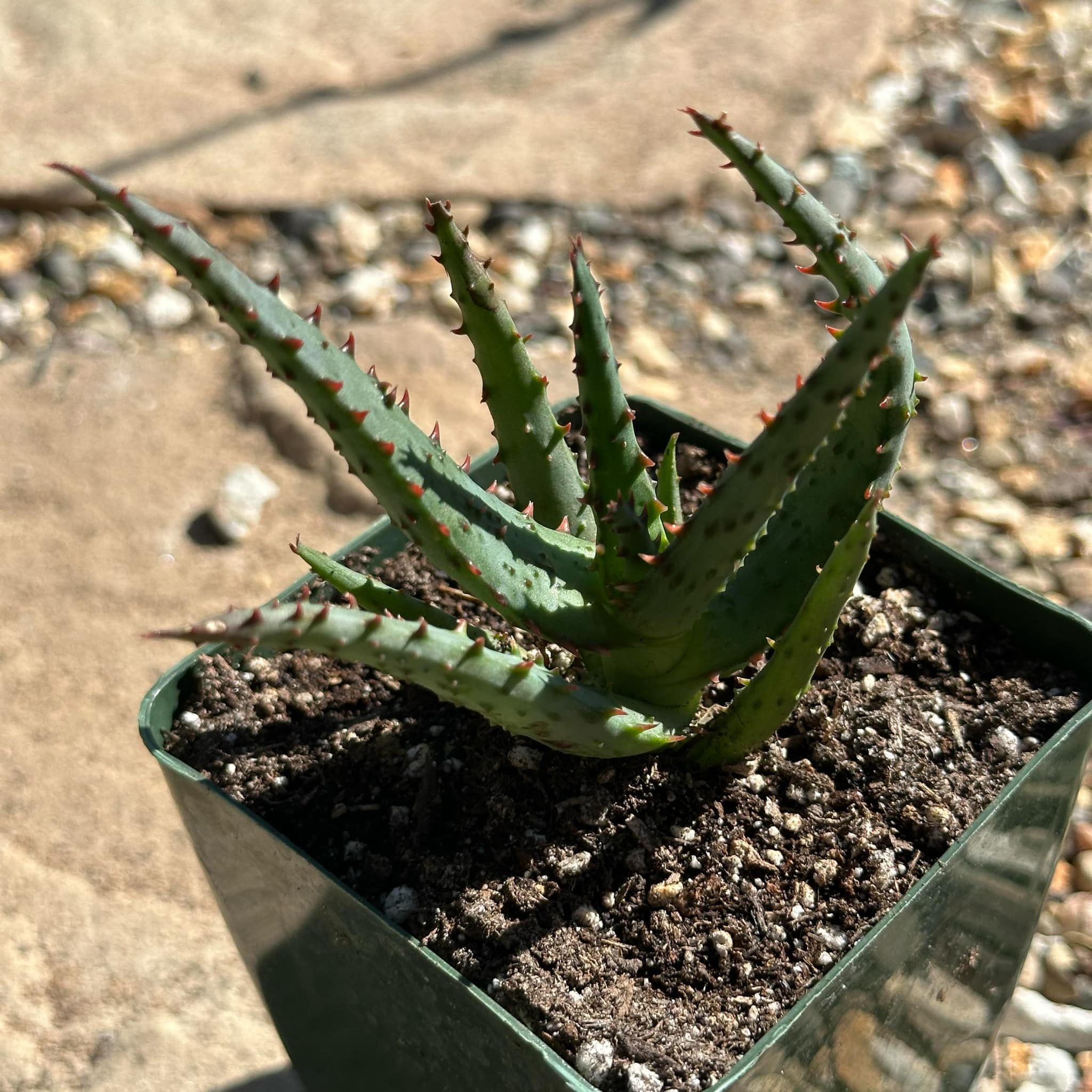 Aloe castilloniae hybrid blue – DesertScapeSucculent