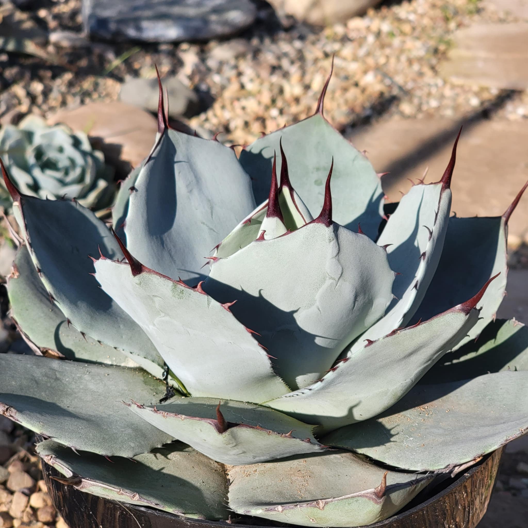 Agave parryi truncata 'Artichoke Agave' – DesertScapeSucculent