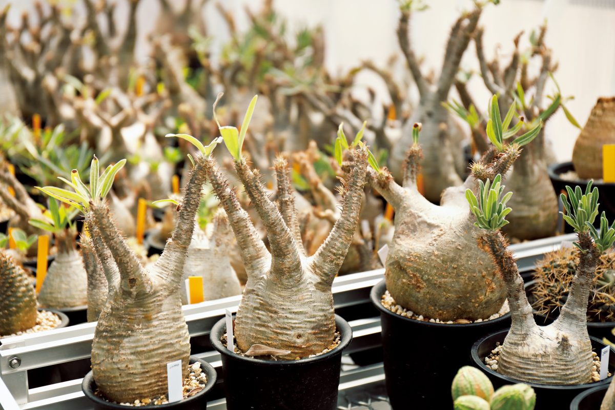 2ページ目 - 塊根植物、アガベ、ユーフォルビアなど男らしい植物が