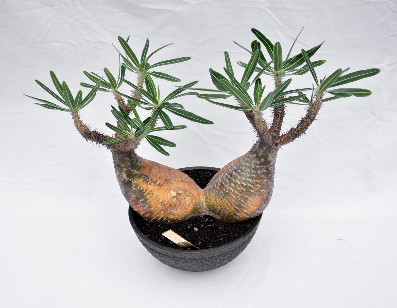 ズボラな人でも大丈夫！ 塊根植物入門におすすめの種類7選。 | Dig-it