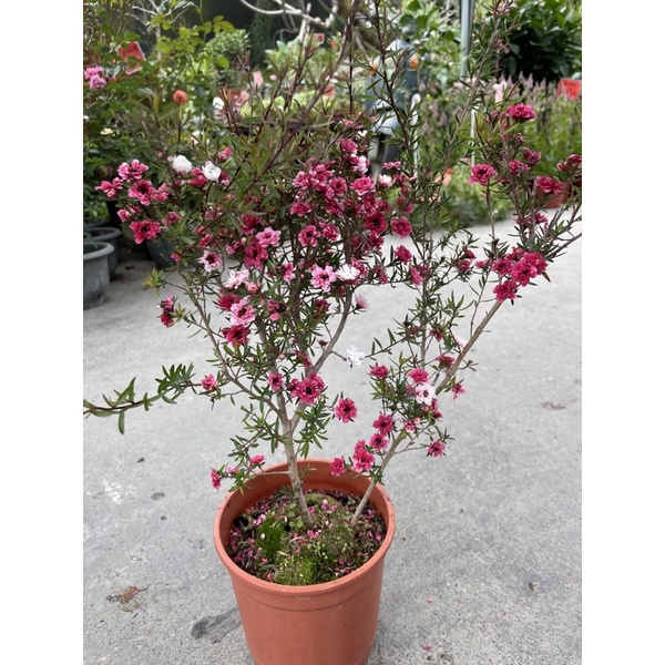 霏霏園藝松紅梅6吋盆特價380元8吋特價500元| 蝦皮購物