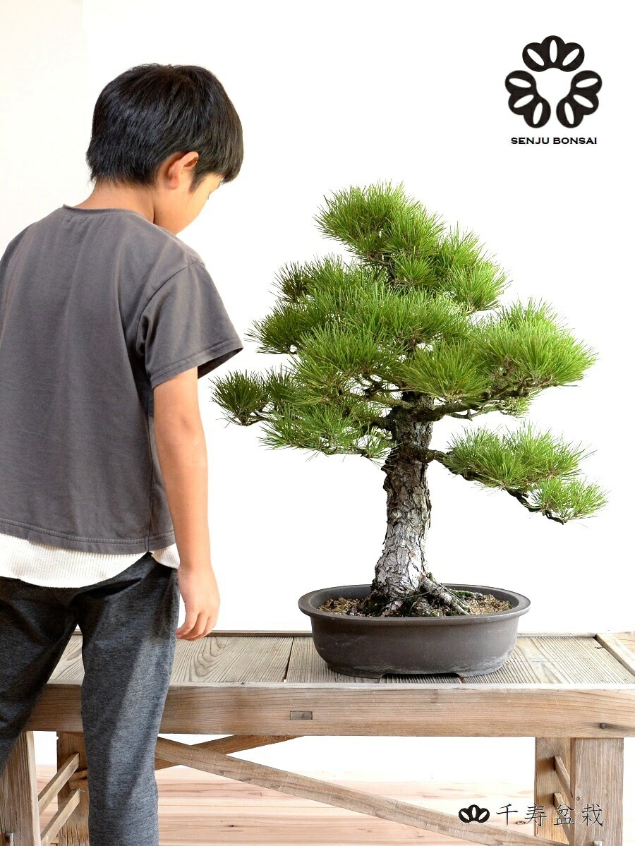 dショッピング |【限定1点】【千寿盆栽】 盆栽 BONSAI （黒松
