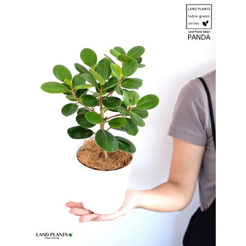 dショッピング |【希少植物】【お試し】 パンダガジュマル 4号 白色