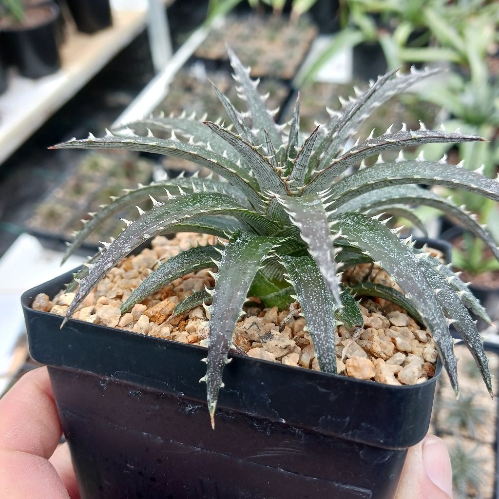 子株付き Dyckia 'Brittle Star' F3 D043 ⑴ Dyckia 'Brittle Star