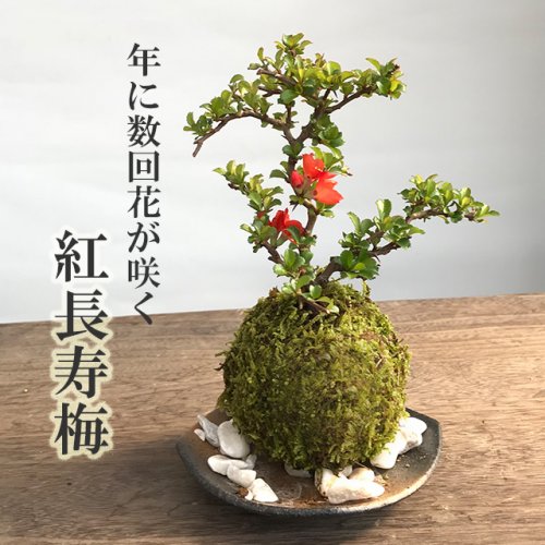 縁起のいいギフトに！年に数回赤い花が咲く「紅長寿梅の苔玉・黒備前小