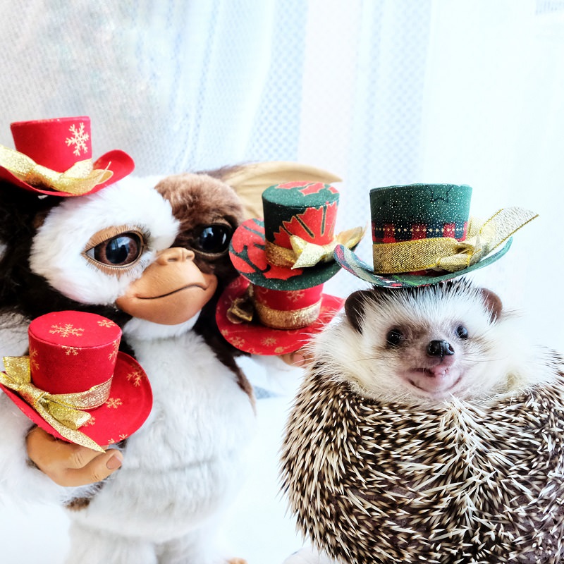 小動物とコラボした「#ギズモとおともだち」パネル展開催！大阪梅田