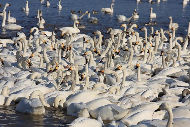 2026年 白鳥の郷 - 出発前に知っておくべきことすべて