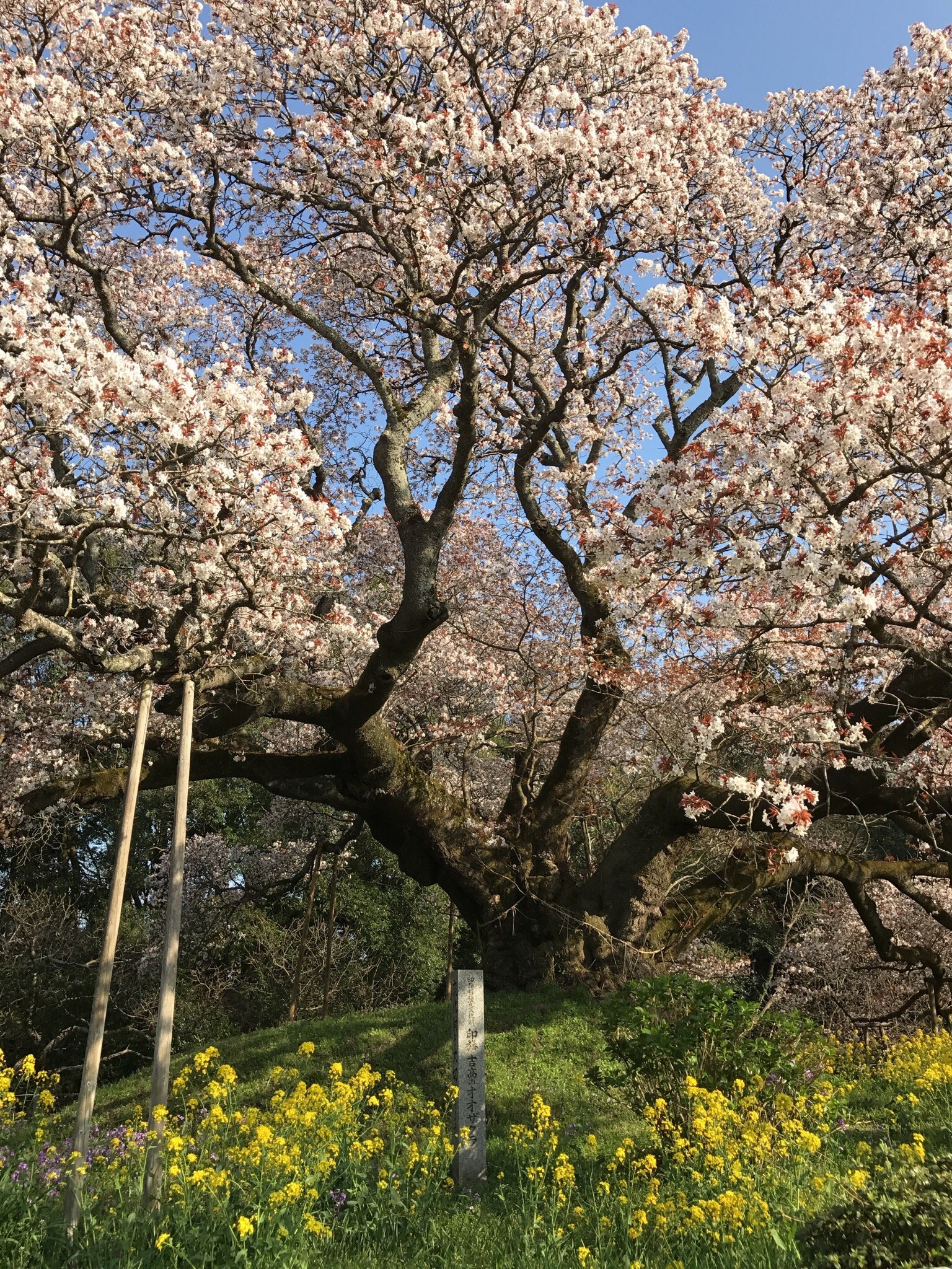 2026年 白鳥の郷 - 出発前に知っておくべきことすべて