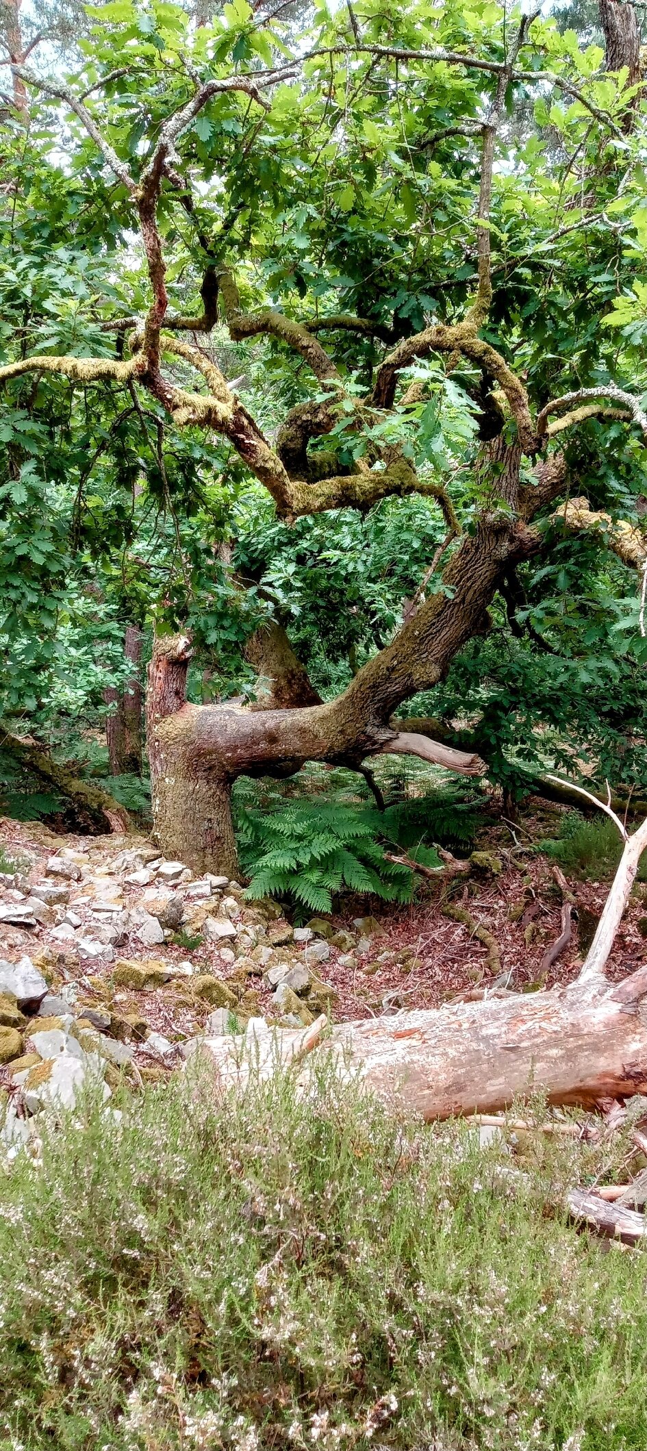 Fontainebleau Forest (Foret de Fontainebleau) (2026) - All You