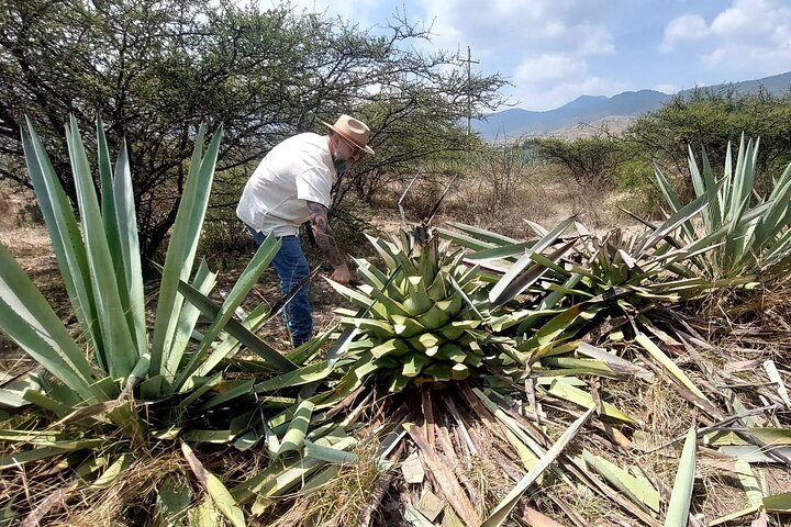 Experience Agave - Oaxaca (2026) - All You MUST Know Before You Go