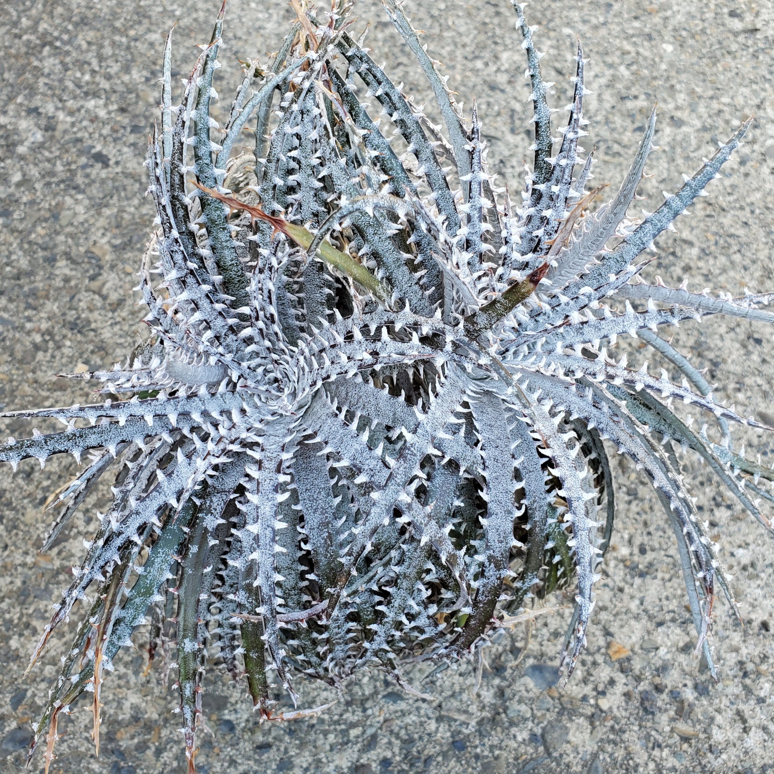 ディッキア・フォステリアナ：Dyckia fosteriana 'Special Spine