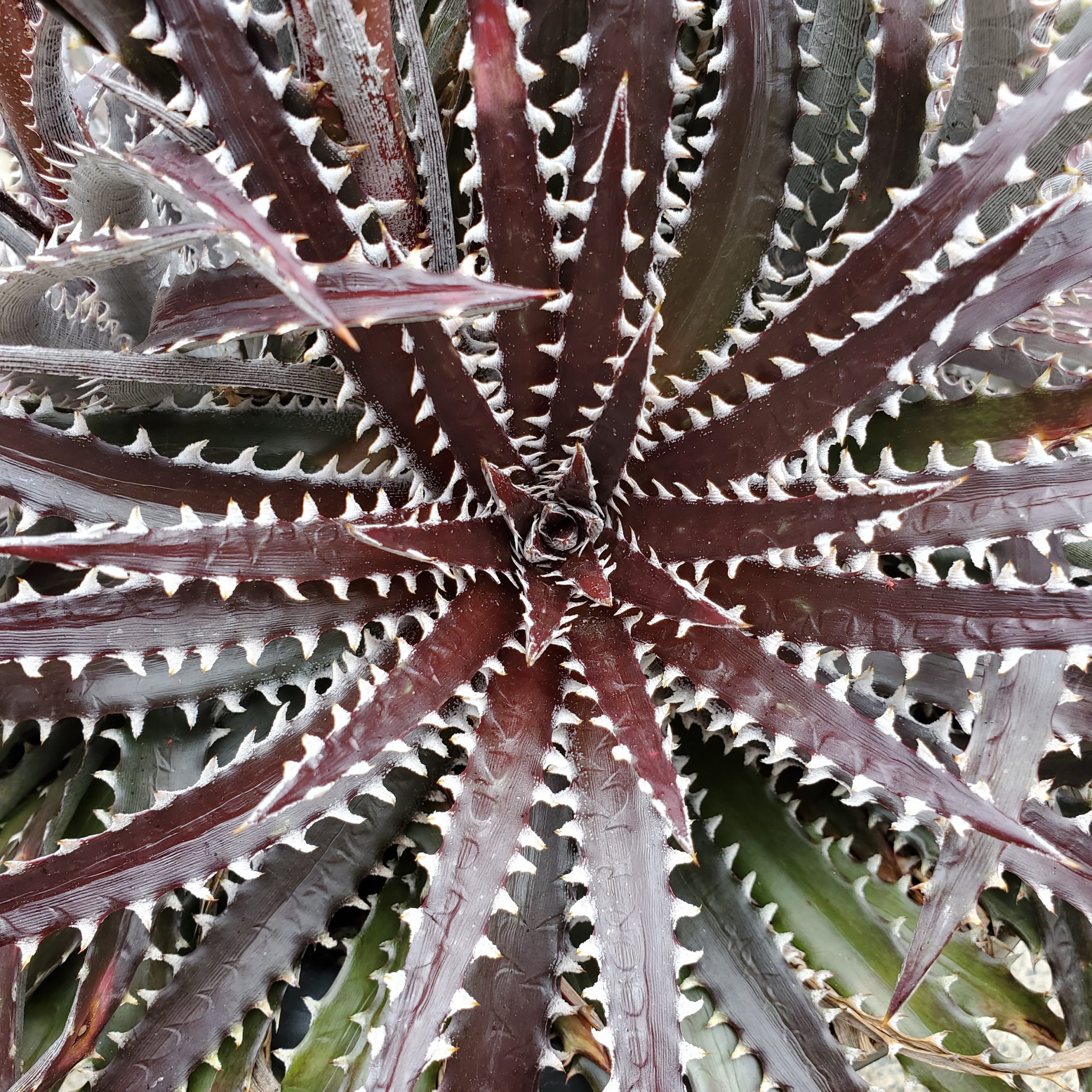 ディッキア・アリゾナ：Dyckia 'Arizona' | Dyckia Maniax