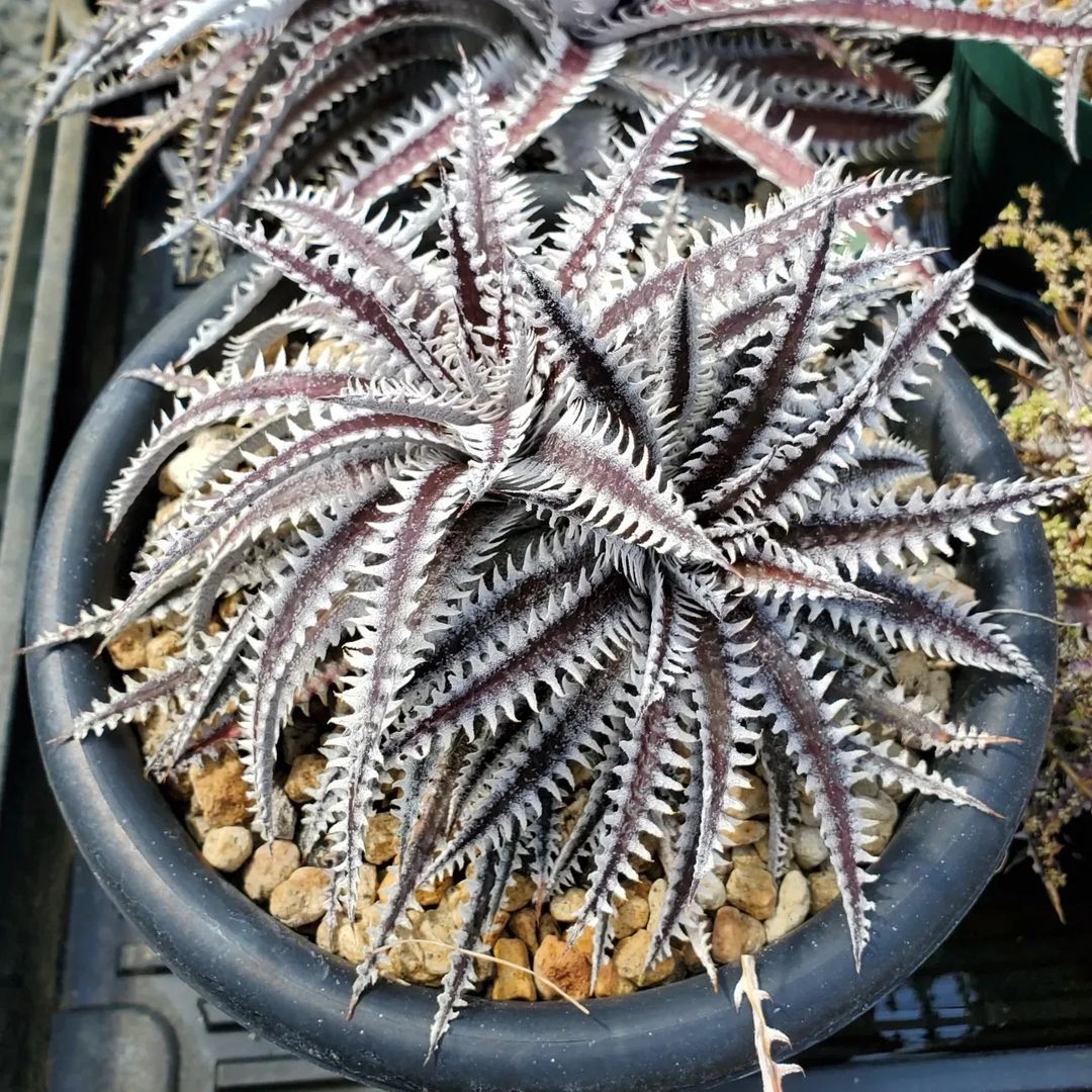 ディッキア・イモータル：Dyckia 'Immortal' | Dyckia Maniax