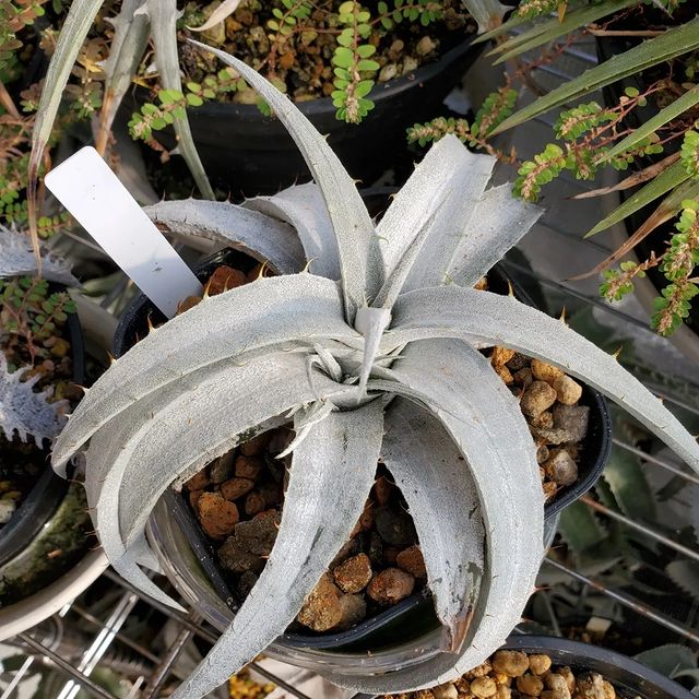 ディッキア・ブラウニー：Dyckia braunii | Dyckia Maniax