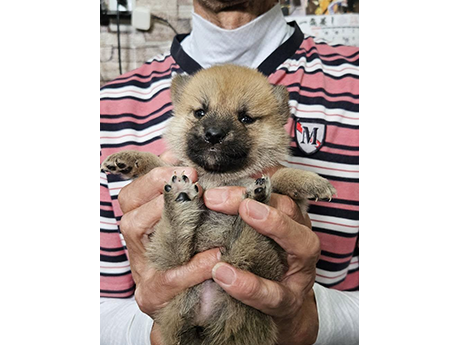 柴犬子犬 目の綺麗な小ぶりの男の子です - アキ01(2474) 播磨雁南荘