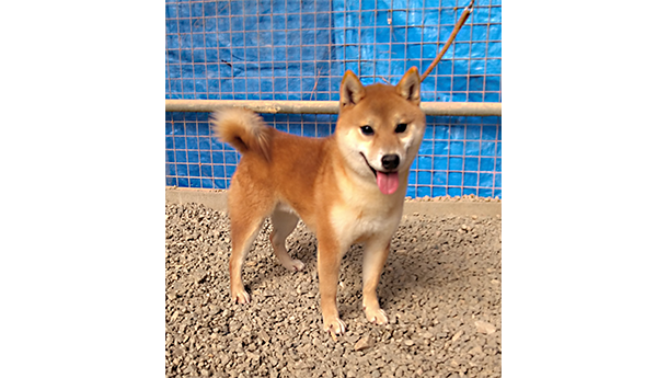 里親募集 きれいな毛色 - 柴犬オス(s800) 高砂長谷川 - e柴犬ドットコム
