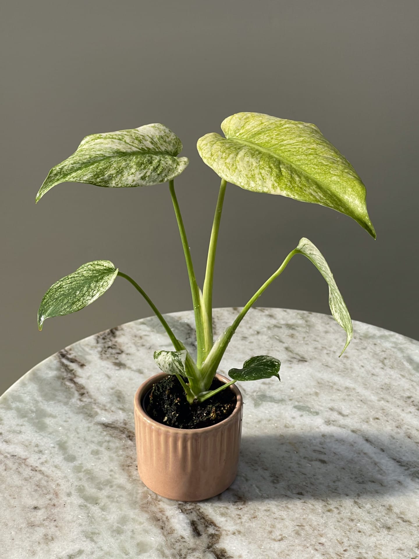 Monstera Deliciosa Mint Variegata – Ø 6 cm - House of Botanique