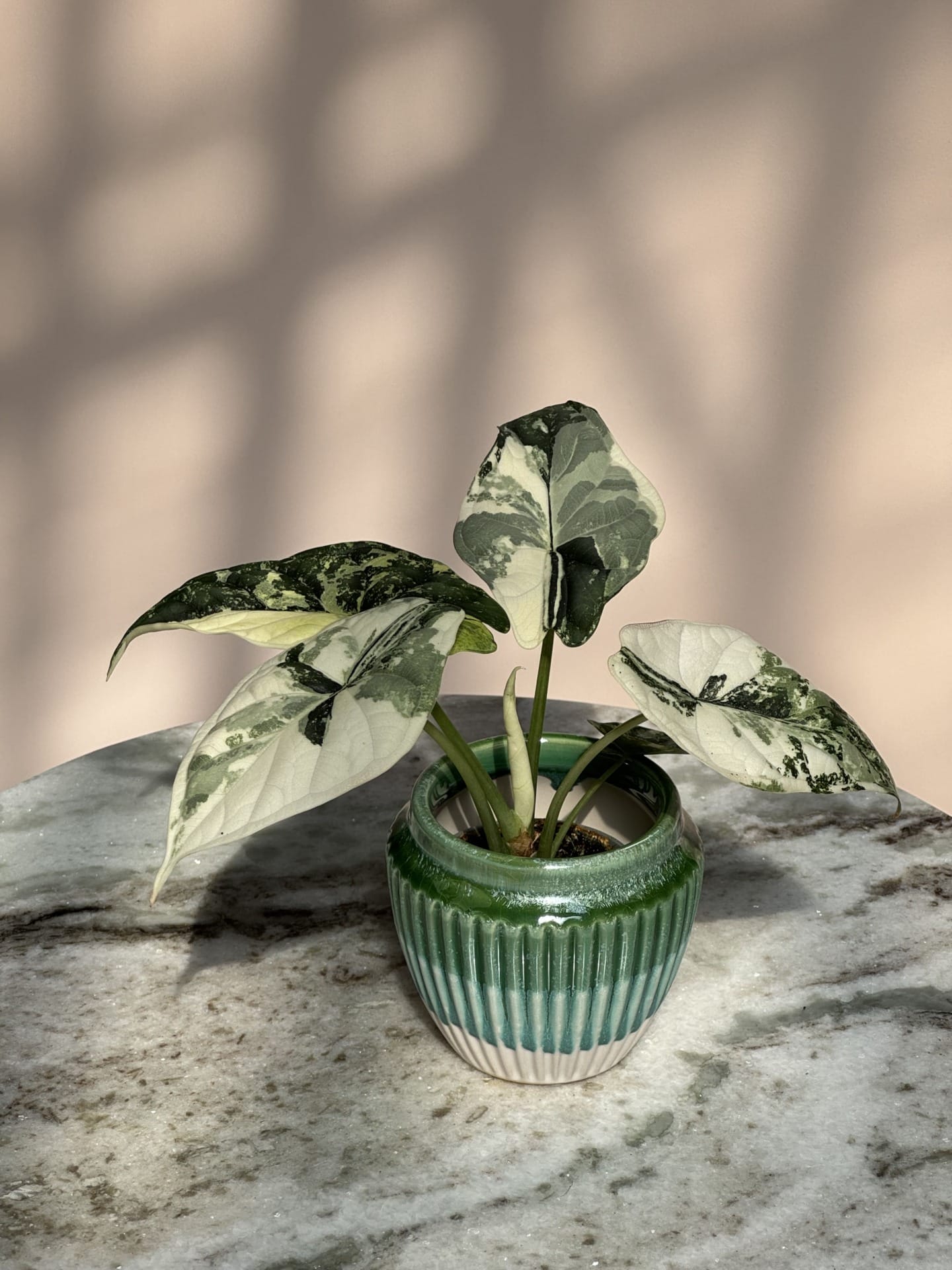 Alocasia Dragon Scale Albo Variegata – Ø6 cm - House of Botanique