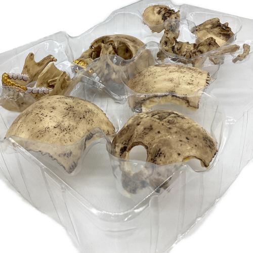 Supreme(シュプリーム) 4D Model Human Skull（4D モデル ヒューマン