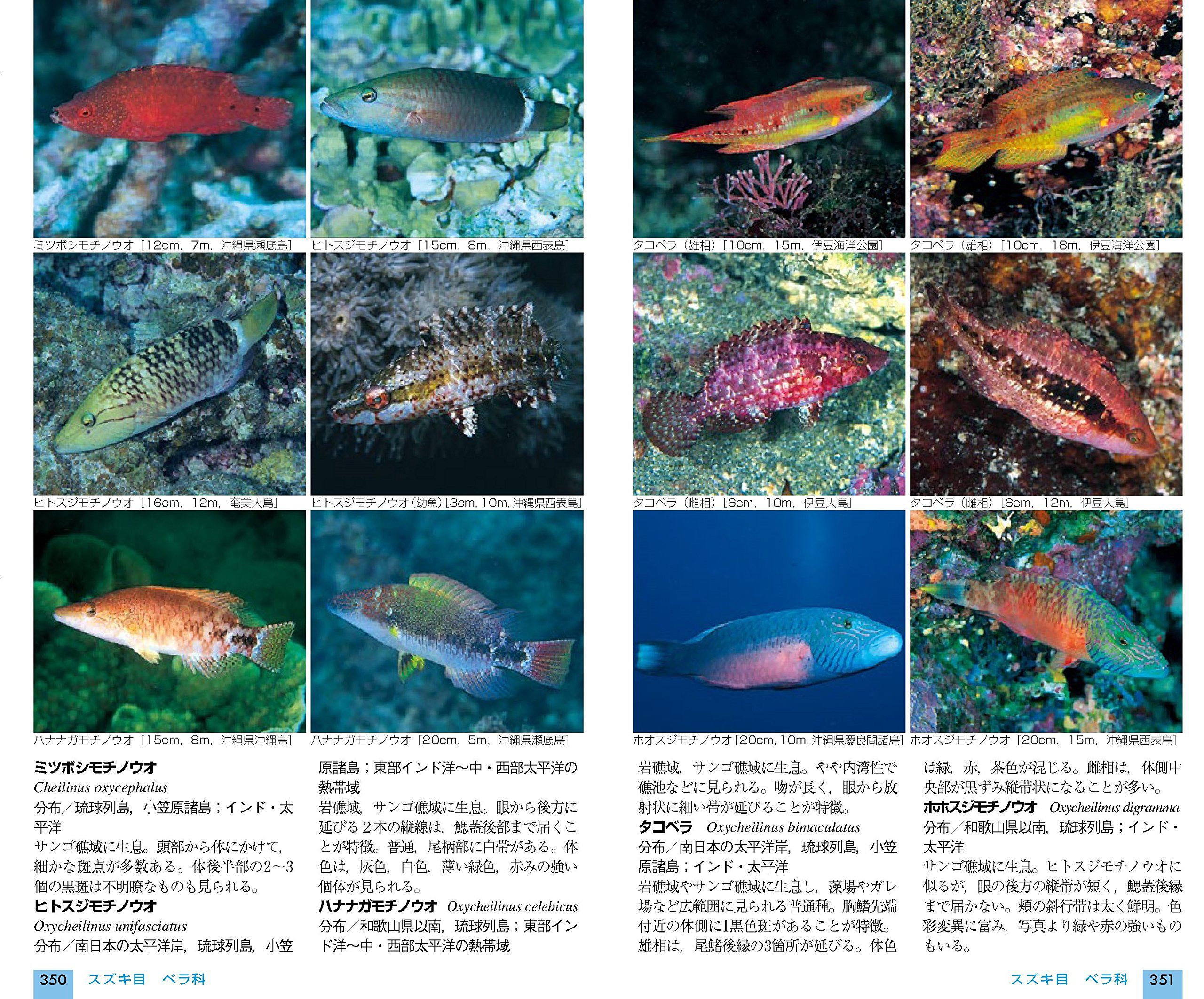 mic21ダイビングショップ[ 山と渓谷社 ] 山溪ハンディ図鑑 改訂版 日本