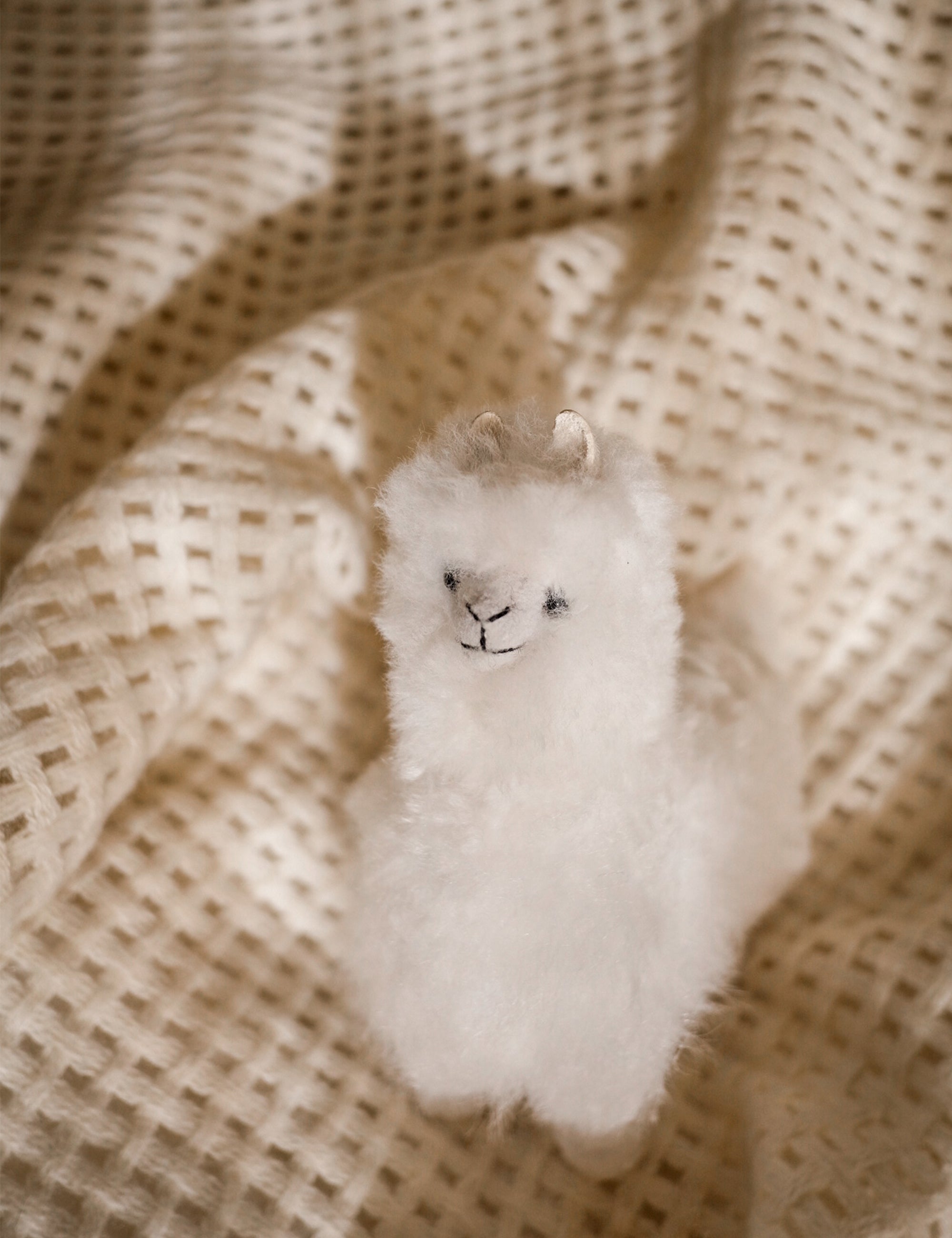 Alpaca Teddy – ELVANG JAPAN