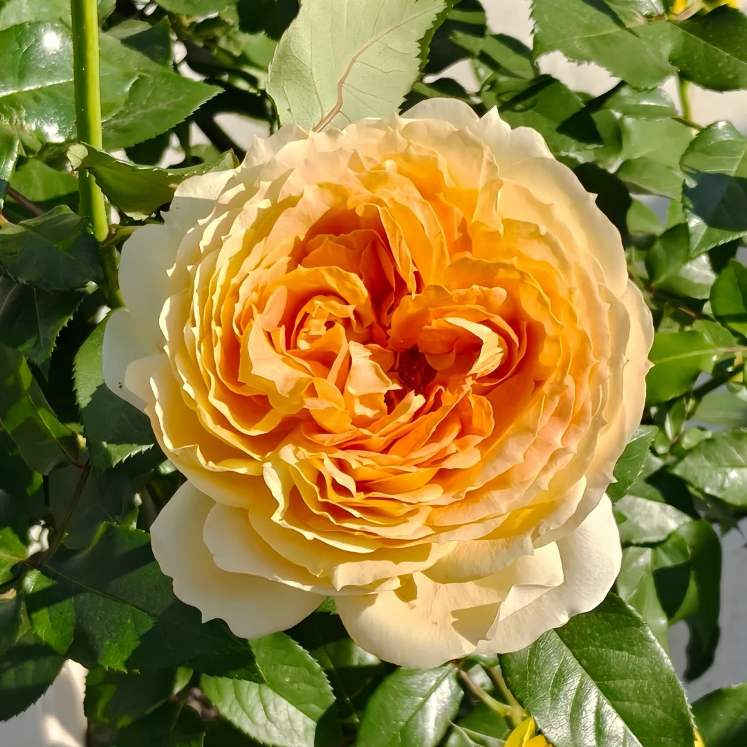 Caramel Antike Rose-焦糖古董｜ Germany Cut Rose – Ergongzy Roses