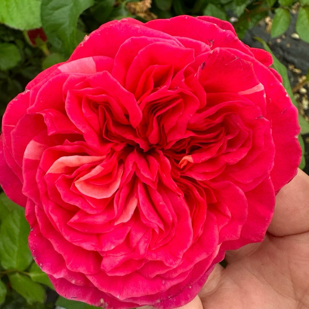Hot X-pression Rose-火热印象｜Netherlands Cut Rose – Ergongzy Roses