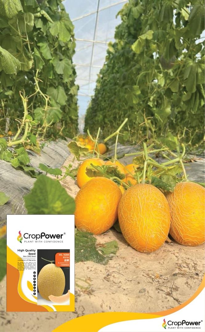 Melon Kirin ML1688 | Jom Tanam (M) Sdn Bhd