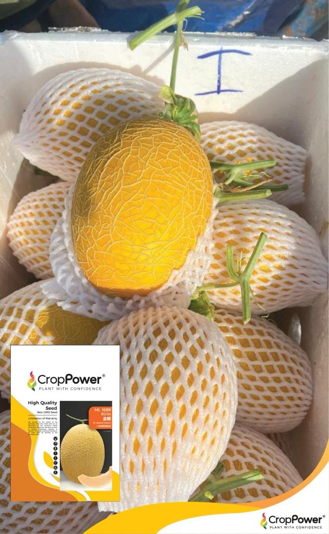 Melon Kirin ML1688 | Jom Tanam (M) Sdn Bhd