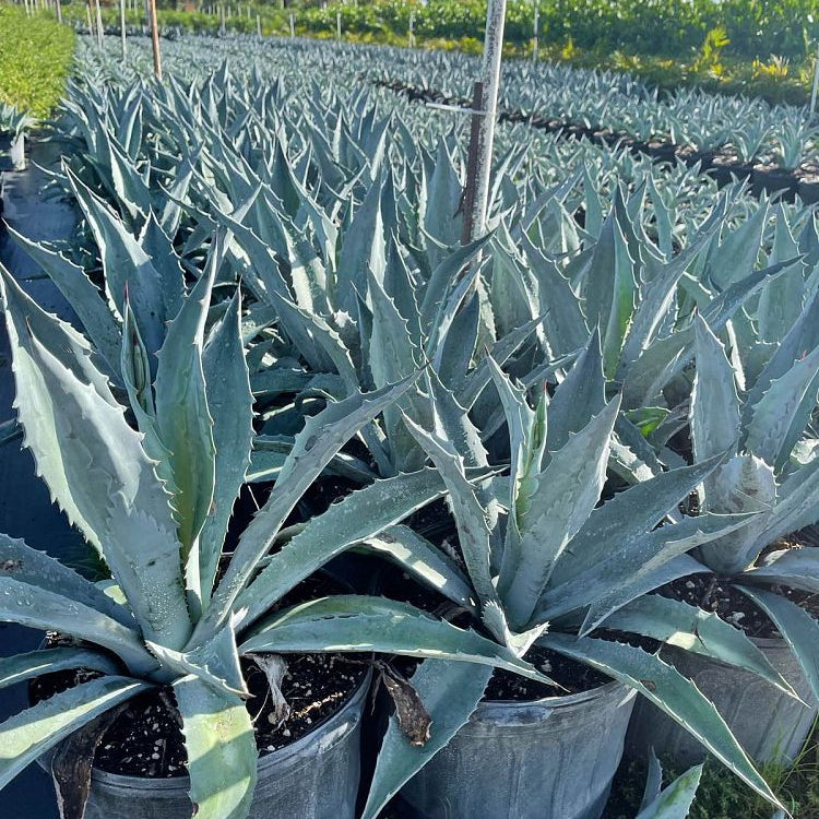 agave 'Illusion'④ TC【※発根済み】耐寒性抜群 US輸入株 agave