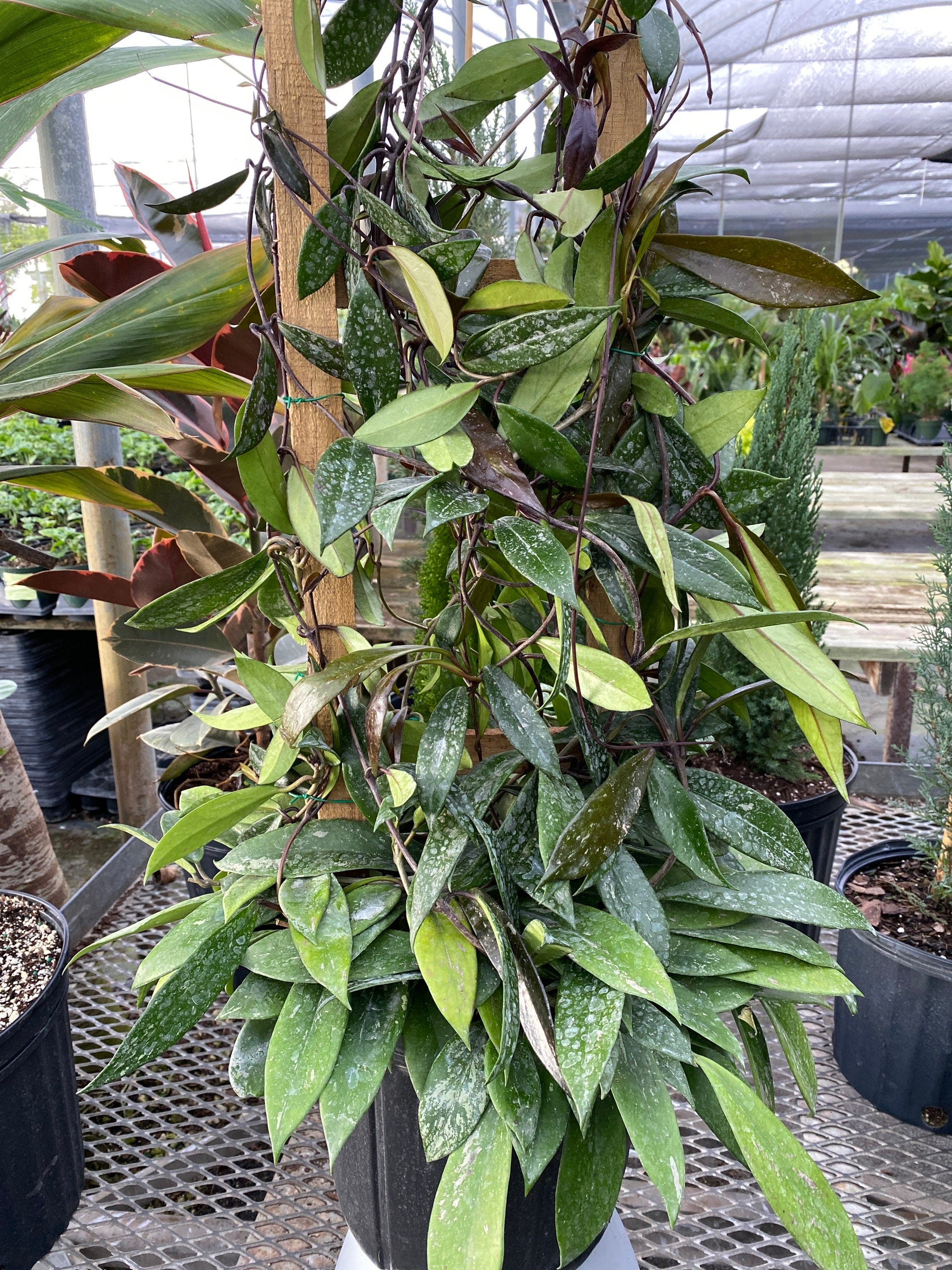 Hoya Publicalyx Splash in Trellis | Eureka Farms