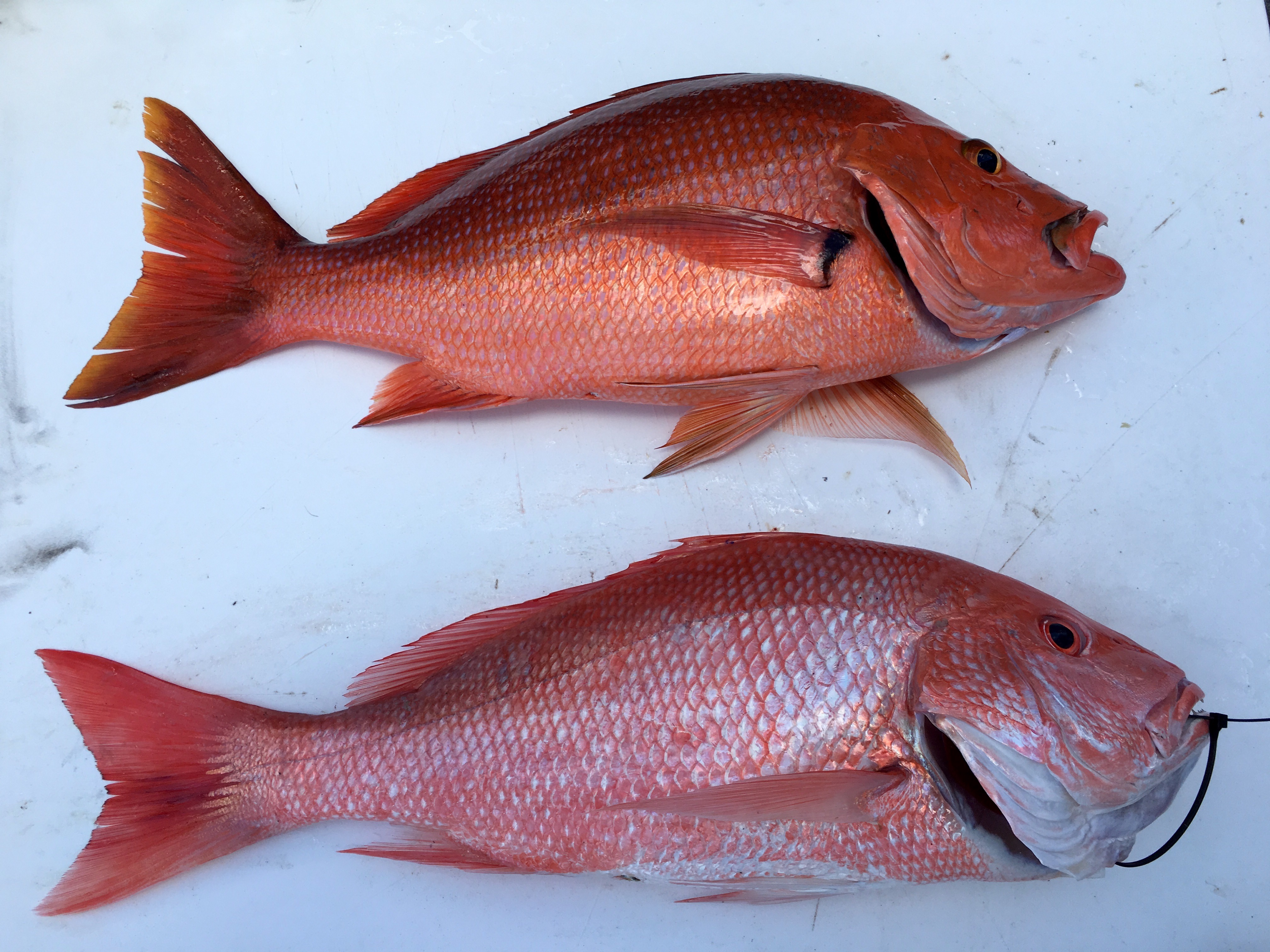 Red Snapper Look-a-Like