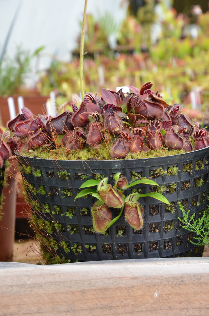 Cephalotus 