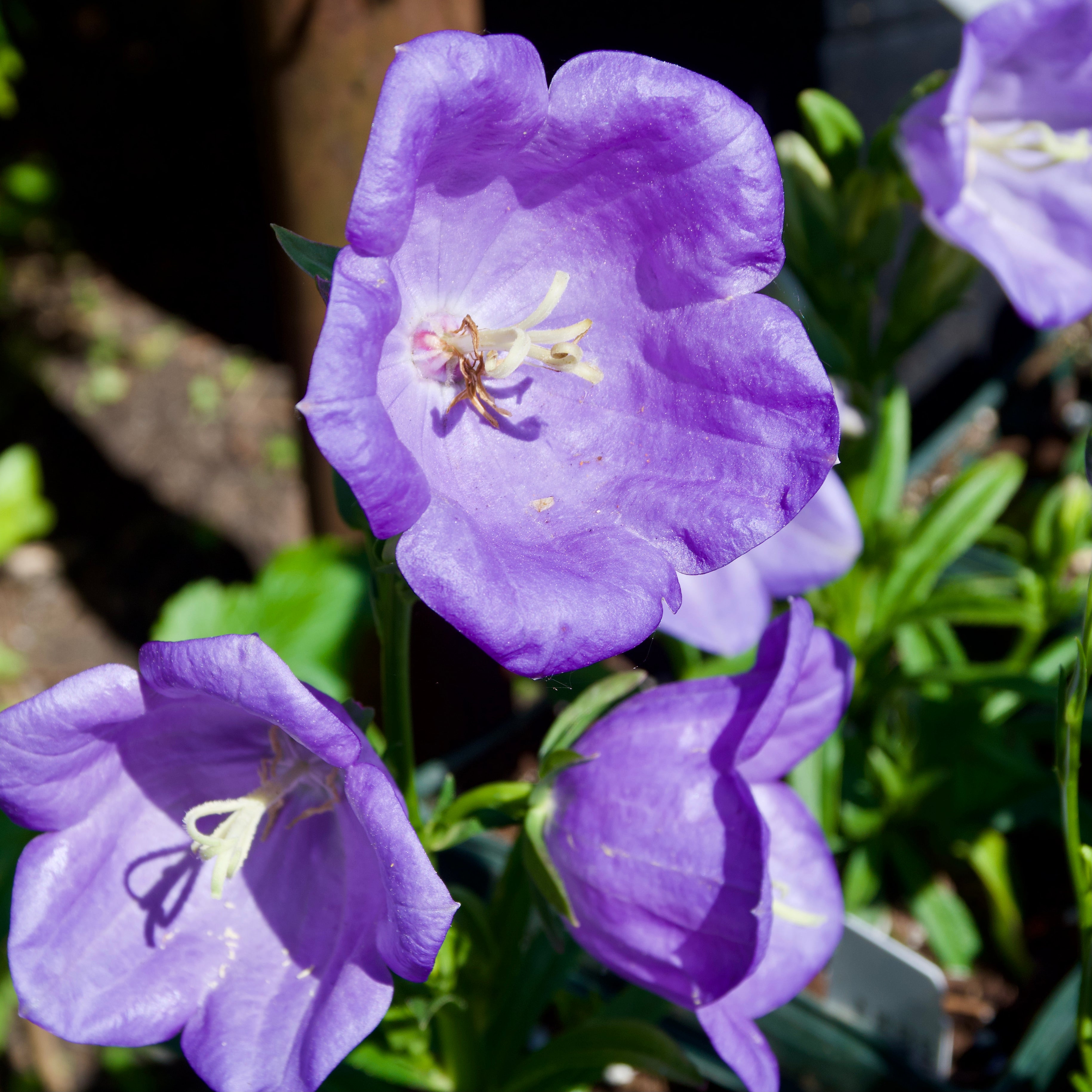 Campanula persicifolia 'Takion Blue' – Fieldstone Gardens Inc