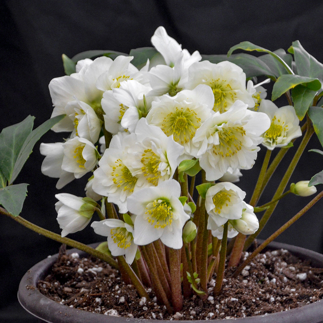 Helleborus niger 'Snowbells' – Fieldstone Gardens Inc