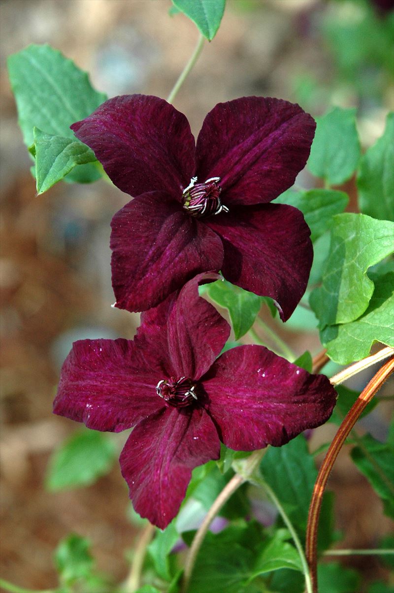 クレマチス・ナーセリー 及川フラグリーン Clematis Nursery Oikawa