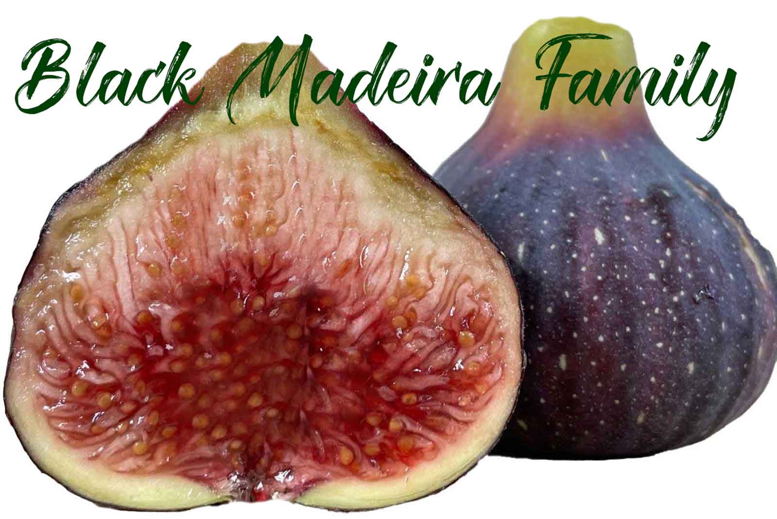 Black Madeira Familyの種類と特徴 | 世界のイチジク